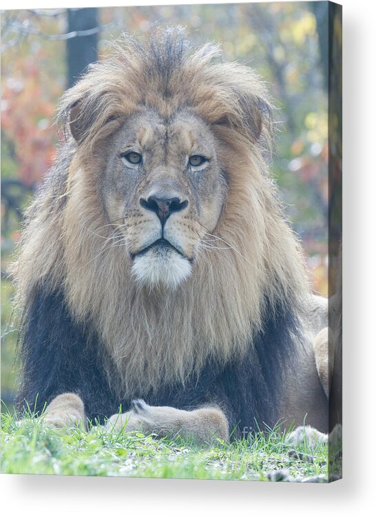 Lion Acrylic Print featuring the photograph The Boss by Chris Scroggins