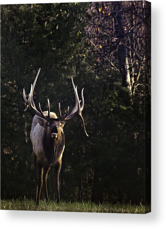 Bull Elk Acrylic Print featuring the photograph The Boxley Stud Snuffing by Michael Dougherty