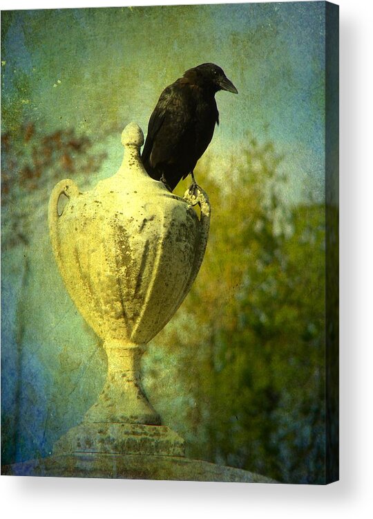 Crow Image Acrylic Print featuring the photograph The Champion by Gothicrow Images