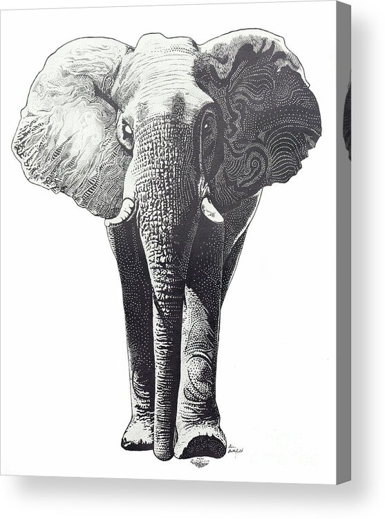 Elephant Acrylic Print featuring the drawing The Elephant by Kean Butterfield