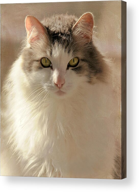 Cat Acrylic Print featuring the photograph The Gaze by Liz Mackney