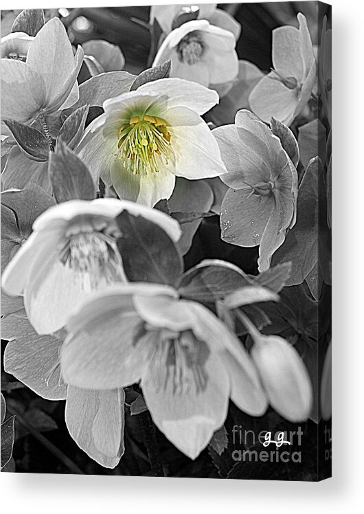 Hellebores Acrylic Print featuring the photograph The One by Geri Glavis