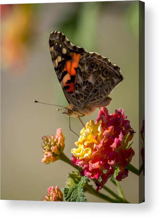 The Painted Lady Acrylic Print featuring the photograph The Painted Lady by Ernest Echols