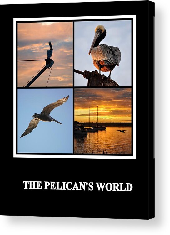 Posters Acrylic Print featuring the photograph The Pelican's World by AJ Schibig