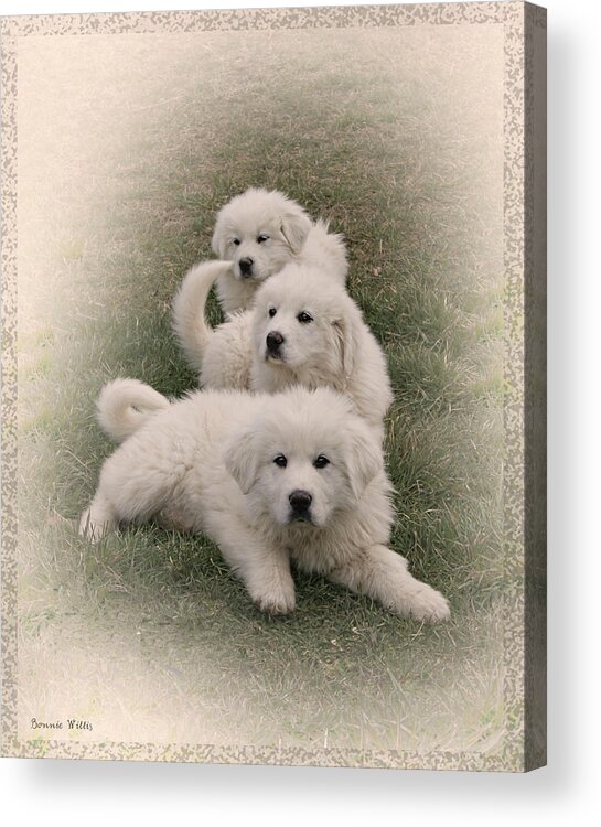 Dogs Acrylic Print featuring the photograph The Three by Bonnie Willis