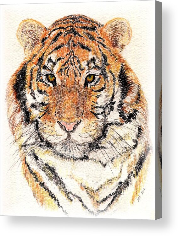 Tiger Acrylic Print featuring the drawing Tiger Bright by Stephanie Grant