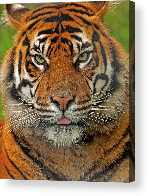 Tiger Acrylic Print featuring the photograph Tiger eyes by Paul Scoullar