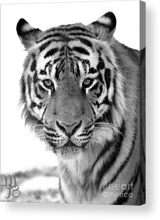 Panthera Tigris Acrylic Print featuring the photograph Tiger by Mindy Bench