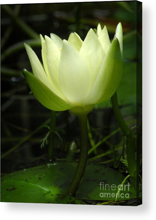 Nature Acrylic Print featuring the photograph Tiny Water Lily by Deborah Smith