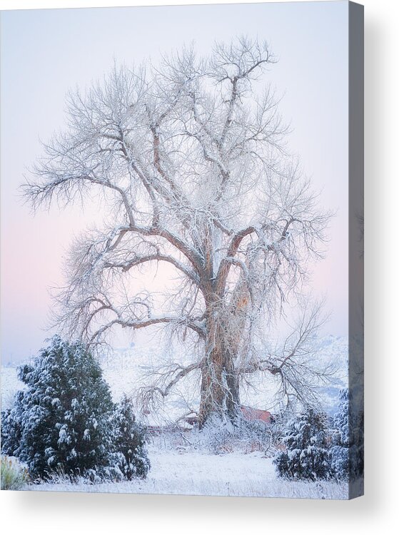 Winter Acrylic Print featuring the photograph Tree of Snow by Darren White