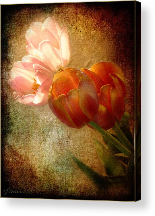 Tulips - Bill Voizin Acrylic Print featuring the photograph Tulips by Bill Voizin 