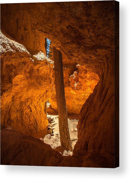 Bryce Acrylic Print featuring the photograph Unexpected Tree 1 by Dwight Theall