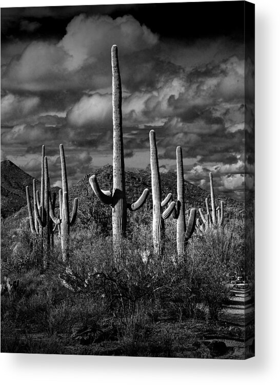 Art Acrylic Print featuring the photograph Vertical Black and White Saguaro Cactuses in Saguaro National Park by Tucson by Randall Nyhof