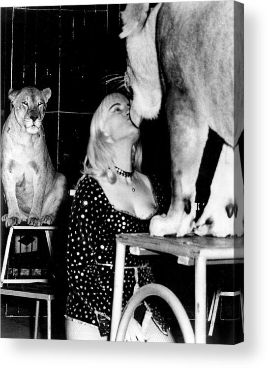 Retro Acrylic Print featuring the photograph Vintage Circus Lion Love by Retro Images Archive