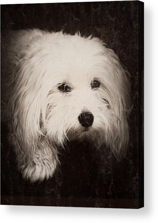 Dog Acrylic Print featuring the photograph Waiting by Melanie Lankford Photography