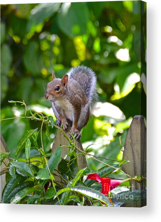 Squirrel Acrylic Print featuring the photograph Where Is Supper by Carol Bradley