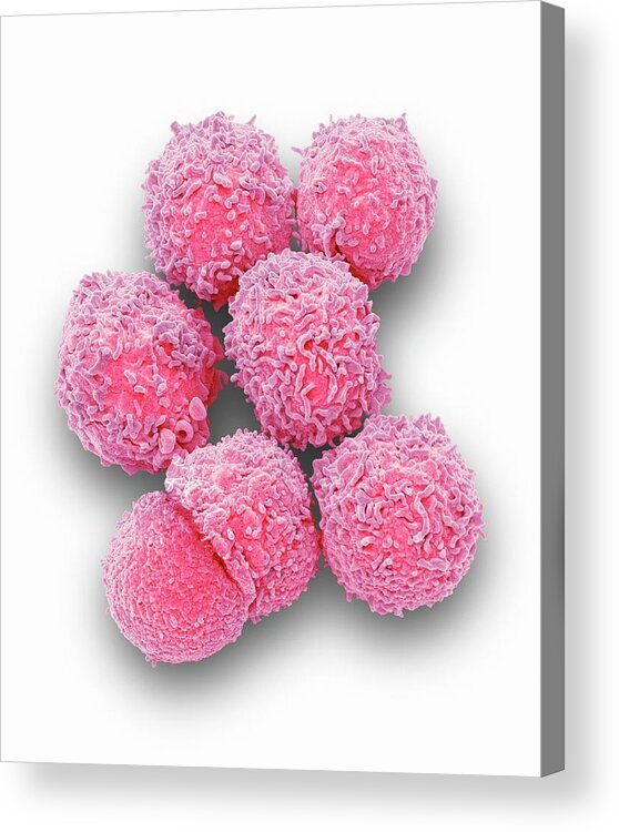 Basophil Acrylic Print featuring the photograph White Blood Cells by Steve Gschmeissner