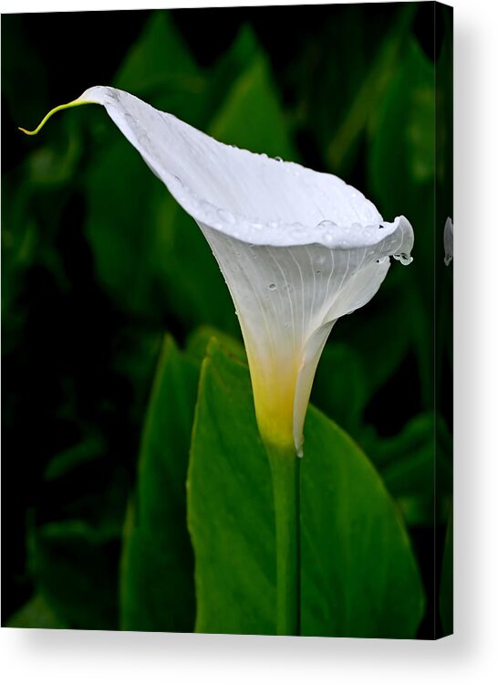 Lily Acrylic Print featuring the photograph White Calla by Rona Black