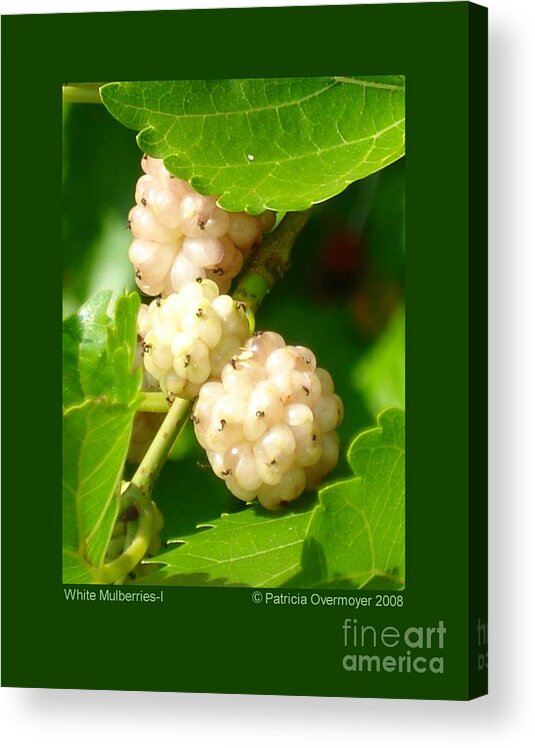 Mulberry Acrylic Print featuring the photograph White Mulberries-I by Patricia Overmoyer