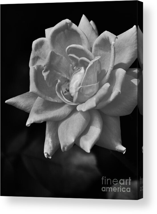 Black Acrylic Print featuring the photograph White Rose On Black by Bob Sample