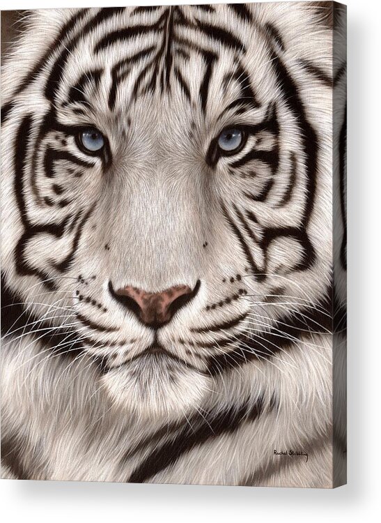 #faatoppicks Acrylic Print featuring the painting White Tiger Painting by Rachel Stribbling