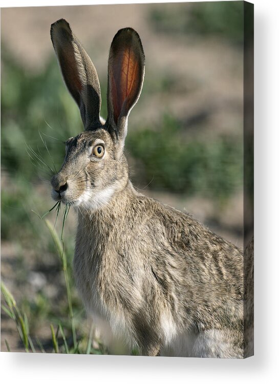 Who Me Acrylic Print featuring the photograph Who Me ? Jackrabbit by Gary Langley
