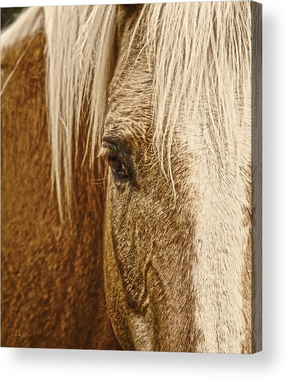 Palomino Horse Acrylic Print featuring the photograph Wickenburg's Palomino Gold by Amanda Smith