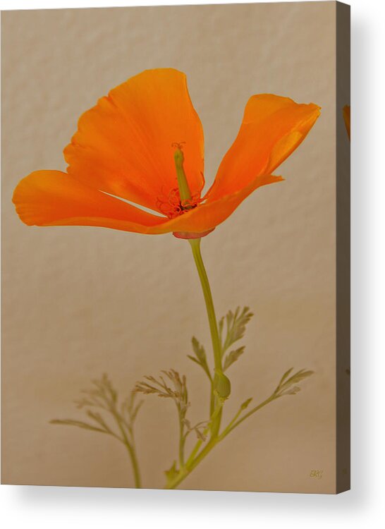 California Poppy Acrylic Print featuring the photograph Wild California Poppy No 1 by Ben and Raisa Gertsberg