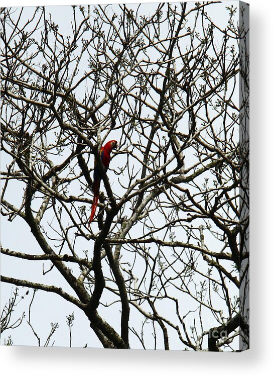 Animals Acrylic Print featuring the photograph Wild Scarlet by Kathy McClure