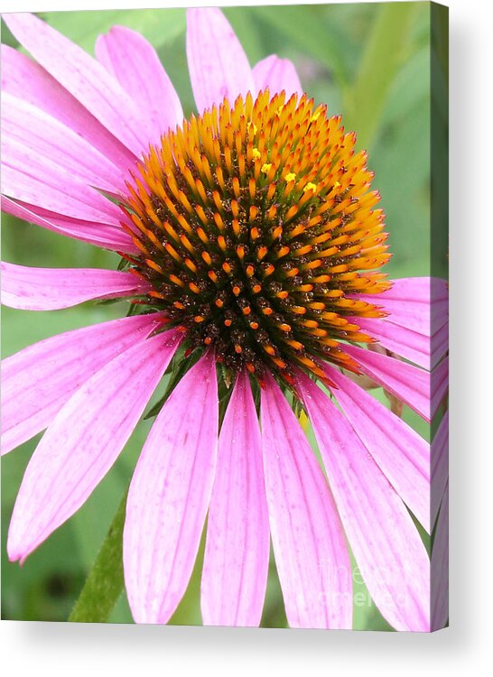Purple Coneflower Acrylic Print featuring the photograph Wildflower in Profile by Anita Oakley