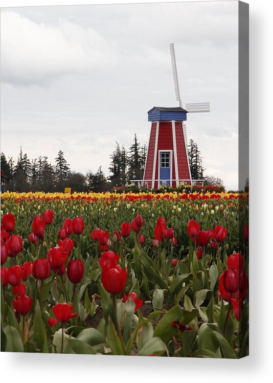 Windmill Acrylic Print featuring the photograph Windmill Red Tulips by Athena Mckinzie