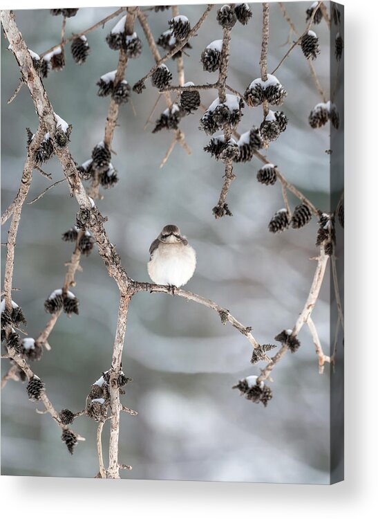 Mockingbird Acrylic Print featuring the photograph Winter Mockingbird by Patrick Wolf