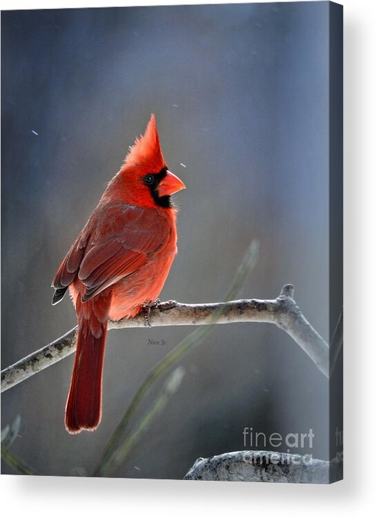 Nature Acrylic Print featuring the photograph Winter Morning Cardinal by Nava Thompson