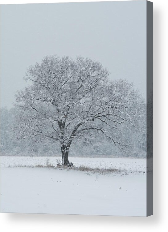 Tree Acrylic Print featuring the photograph Winter Tree Ipswich MA by Toby McGuire