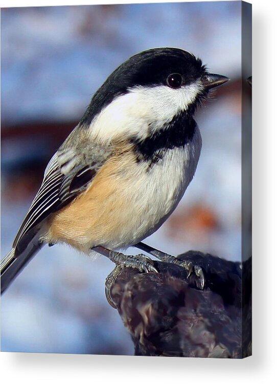 Winter Acrylic Print featuring the photograph Winter Visitor by Gigi Dequanne