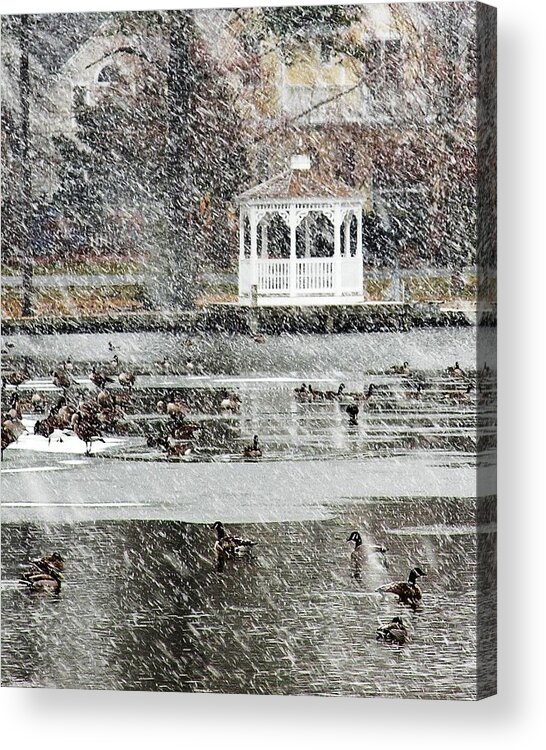 Goose Acrylic Print featuring the photograph Wintering Geese on Silver Lake by Kim Bemis