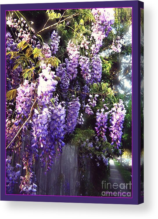 Wisteria Acrylic Print featuring the photograph Wisteria dreaming by Leanne Seymour