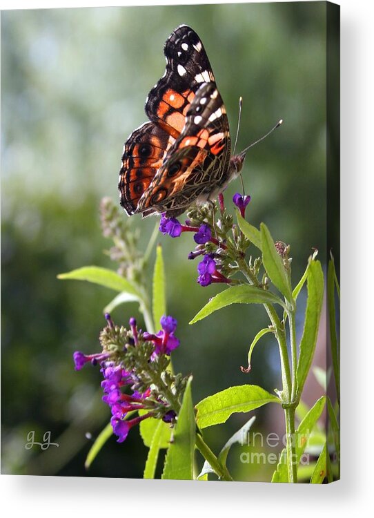 Butterfly Acrylic Print featuring the photograph With These Wings by Geri Glavis