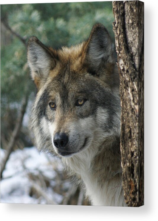 Wolf Acrylic Print featuring the photograph Wolf upclose by Ernest Echols