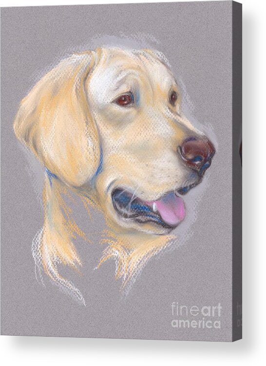 Dog Acrylic Print featuring the pastel Yellow Labrador Retriever Portrait by MM Anderson