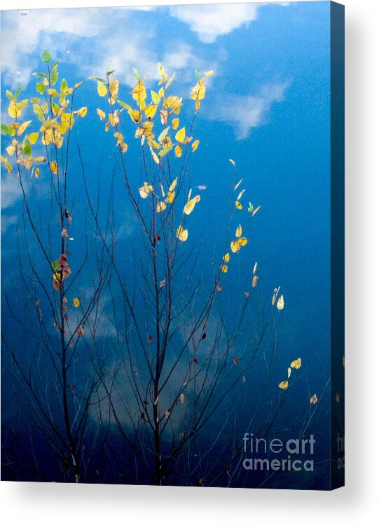 2014 Acrylic Print featuring the photograph Yellow Notes of Fall by George Harth
