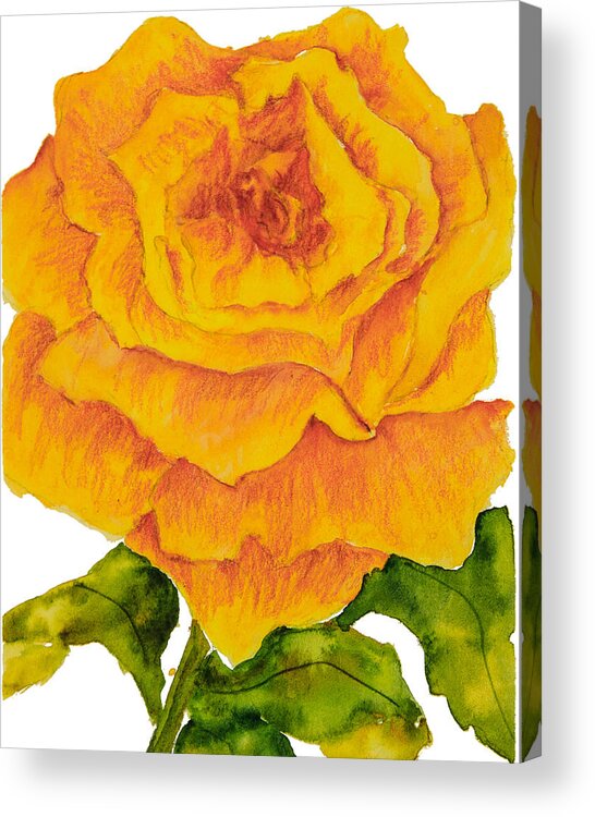 Yellow Rose Acrylic Print featuring the painting Yellow Rose by Sally Quillin