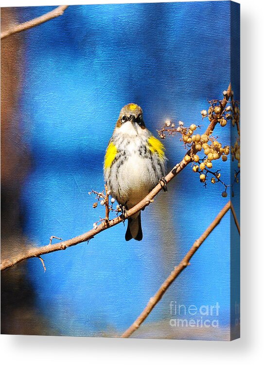 Nature Acrylic Print featuring the photograph Yellow-rumped Warbler Texture by Olivia Hardwicke