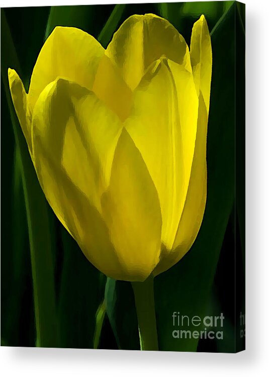 Flower Acrylic Print featuring the photograph Yellow Tulip by Robert Suggs