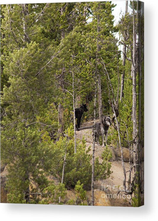 Wolves Acrylic Print featuring the photograph Yellowstone Wolves by Belinda Greb