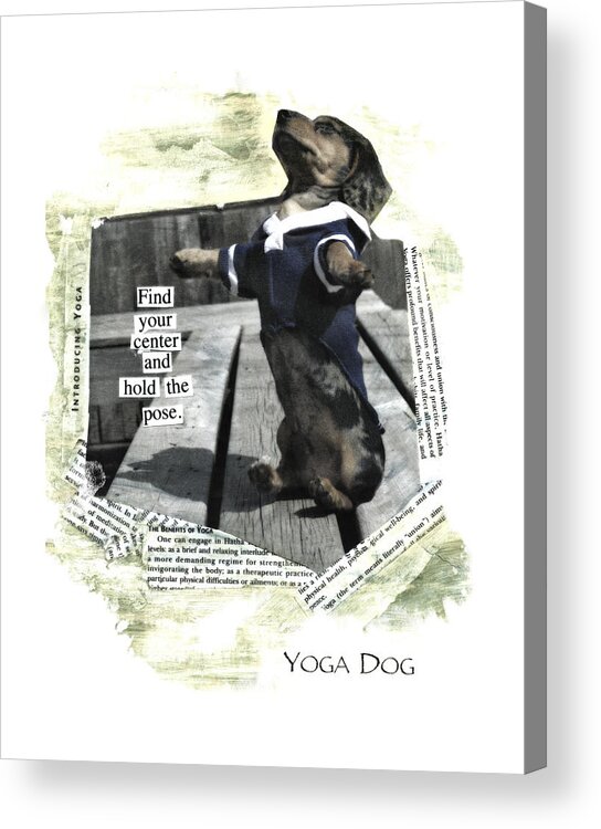 Dashound Acrylic Print featuring the digital art Yoga Dog by Susan Stone