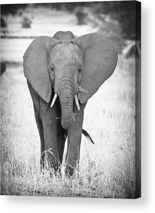 3scape Photos Acrylic Print featuring the photograph Young Bull Elephant by Adam Romanowicz