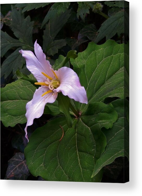 Flowers Acrylic Print featuring the photograph Youthful Trillium by Charles Lucas