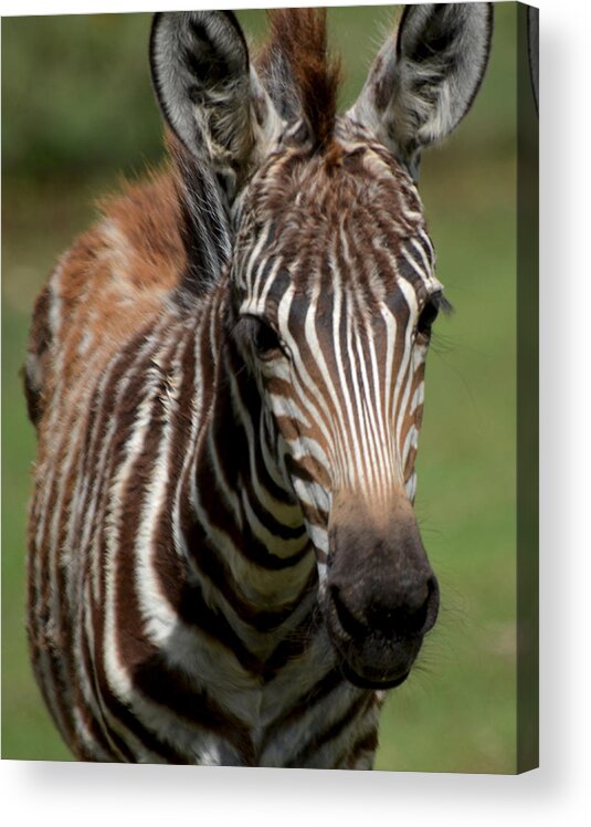 Zebra Acrylic Print featuring the photograph Zebra Foal 2 by Maggy Marsh