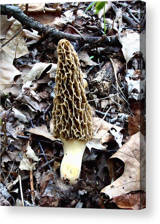 Yellow Acrylic Print featuring the photograph Morel Mushroom by Jeffrey Platt